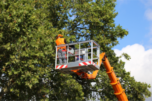 Mora Property Service East Texas Tree Services Commercial Residential Storm Emergency